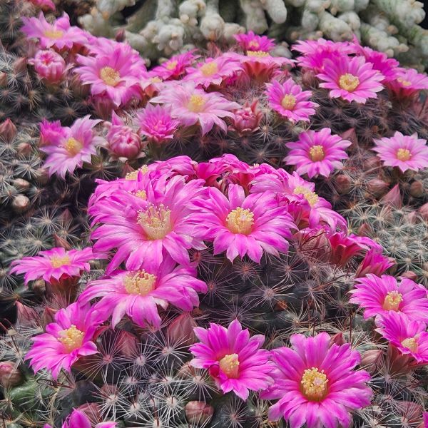 Mammillaria stampferi